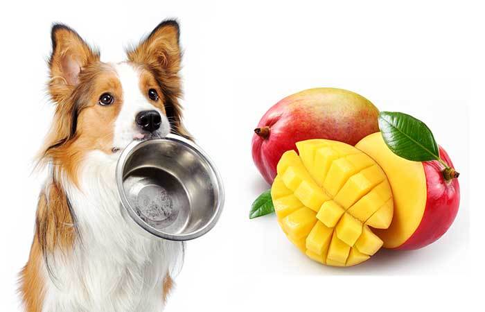 Собака держит миску и смотрит на манго