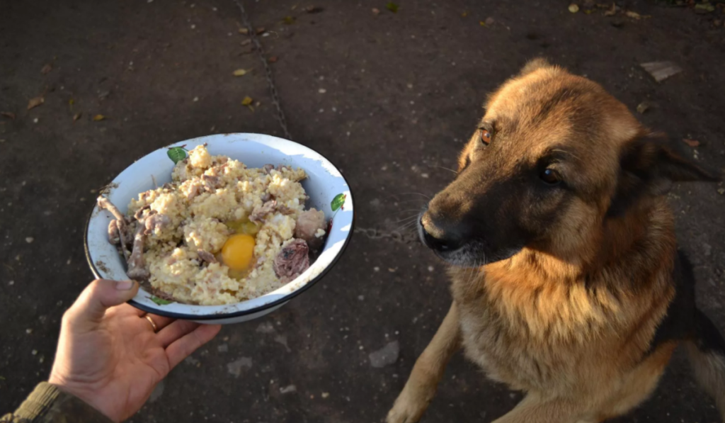 Овсяная каша с мясом и яйцом для собаки