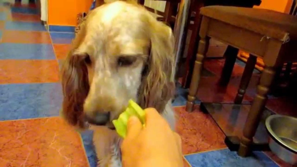 Собака ест болгарский перец с руки хозяйки