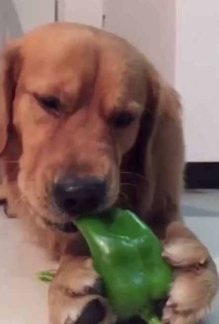 Собака ест зеленый болгарский перец