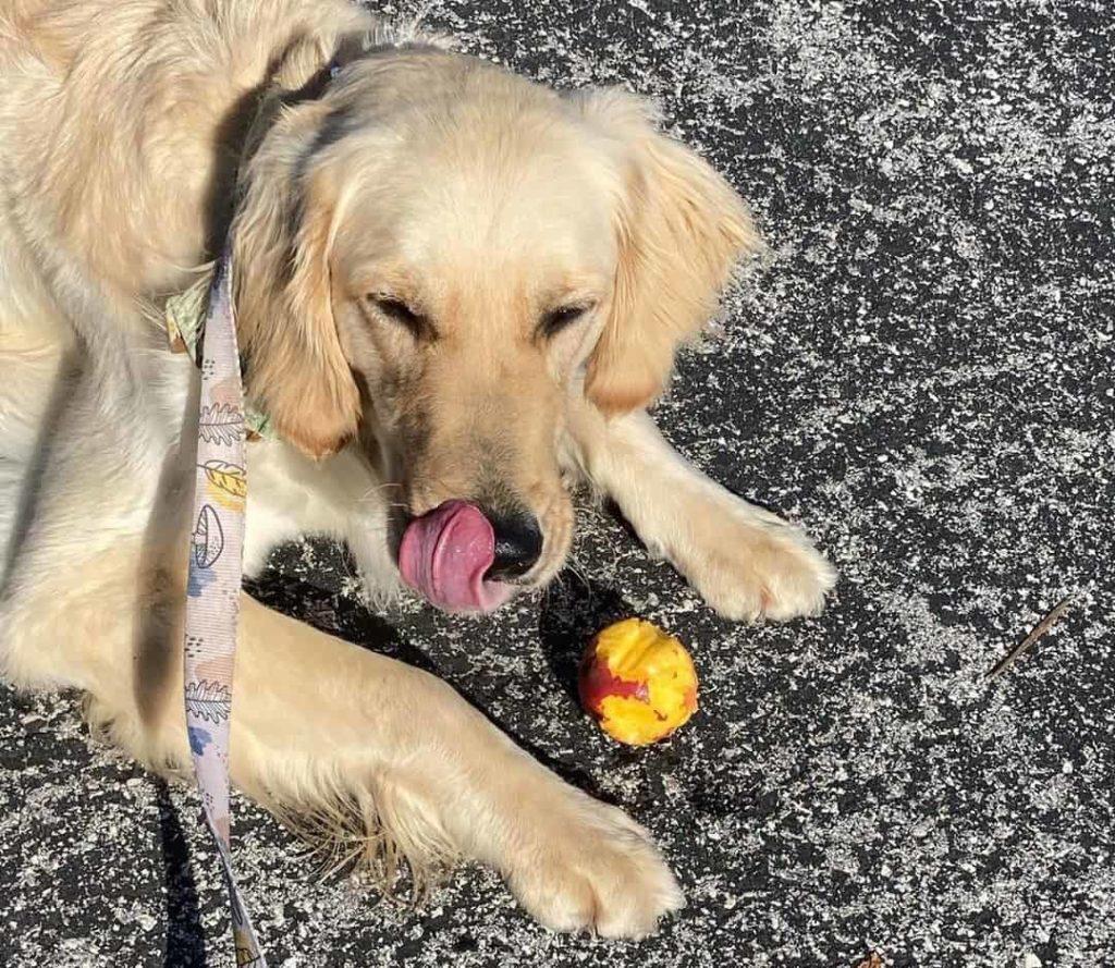 Собака ест целый персик