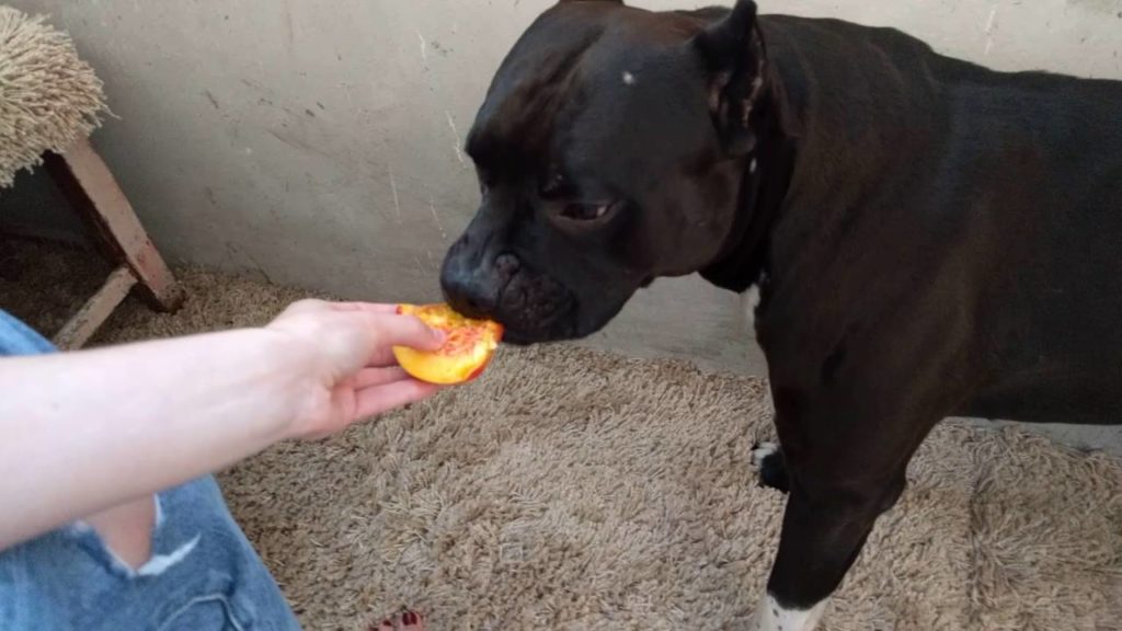 Хозяин кормит собаку с рук персиком