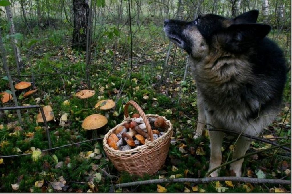 Собака стоит возле корзинки с грибами