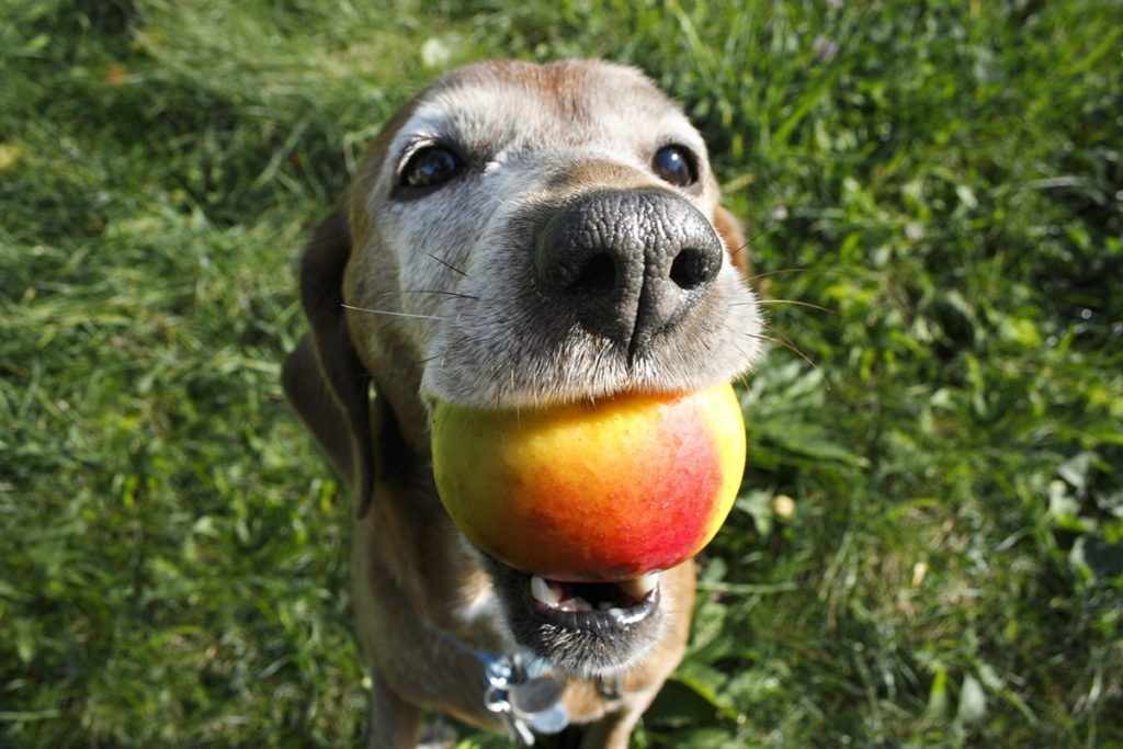 Собака держит во рту целый персик