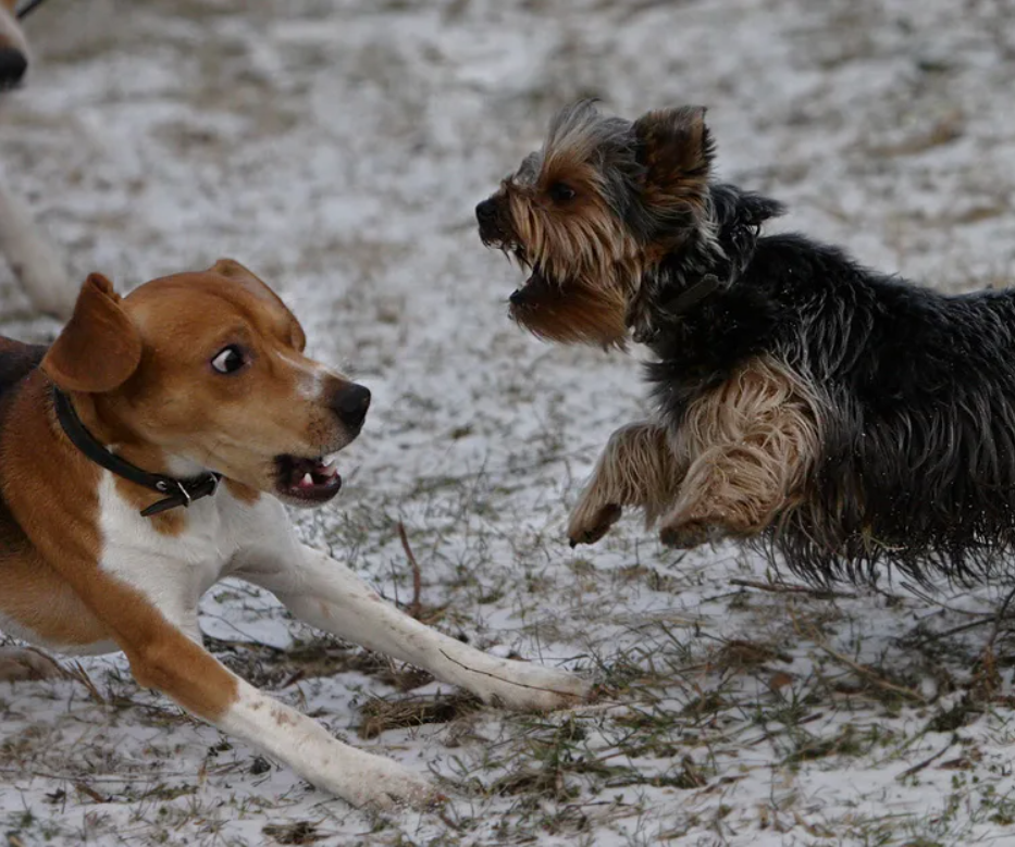 Йоркширский терьер нападает на более крупную собаку