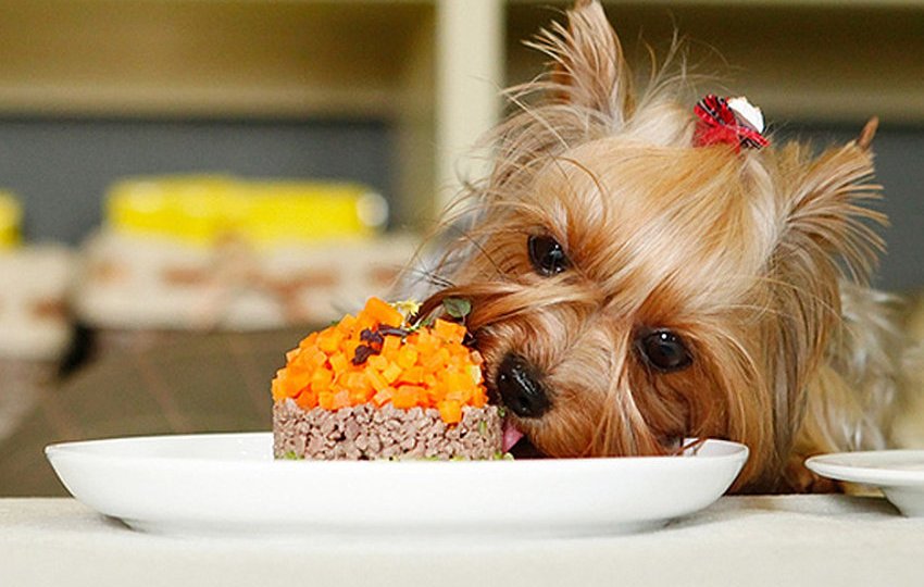 Йоркширский терьер ест собачий корм с тарелки за столом