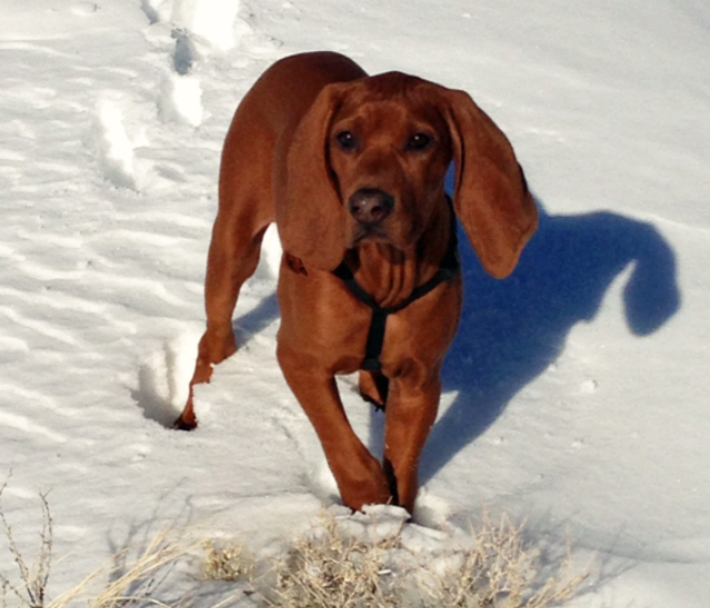 Рыжая енотовидная собака зимой на охоте