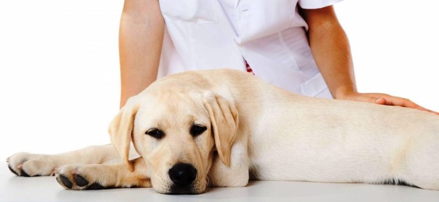 Вагинит у собак — симптомы, профилактика и лечение