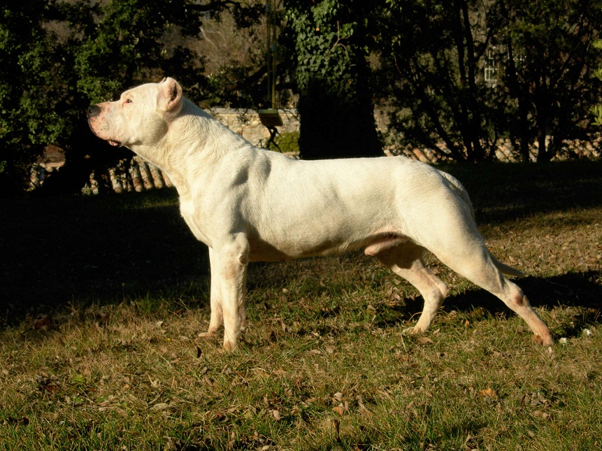 Аргентинский дог - мощная собака