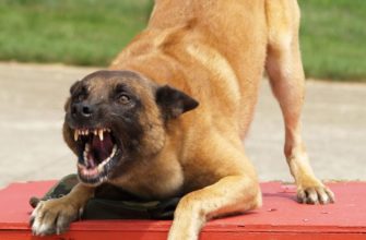 Агрессивное поведение у собак, виды агрессии