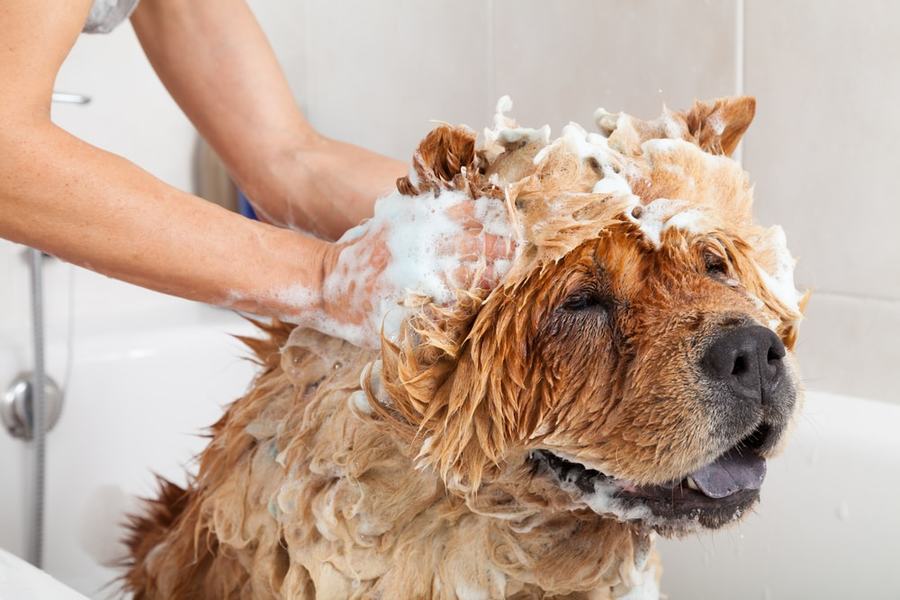 Безопасен ли человеческий шампунь для собак?