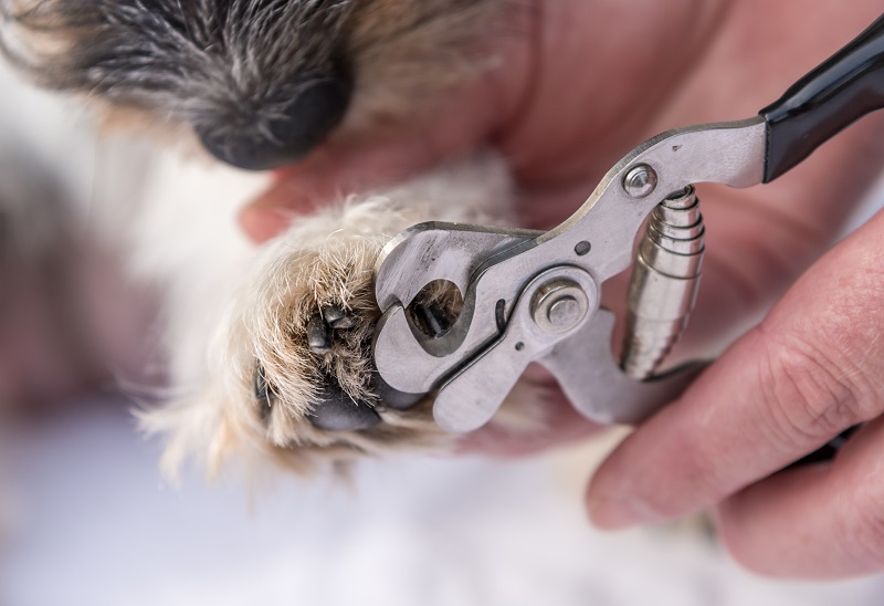 Чем стричь когти вашей собаке?