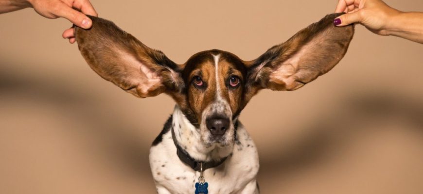 Как чистить уши собаке: пошаговое руководство