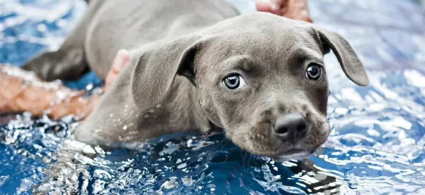 Как научить собаку плавать?