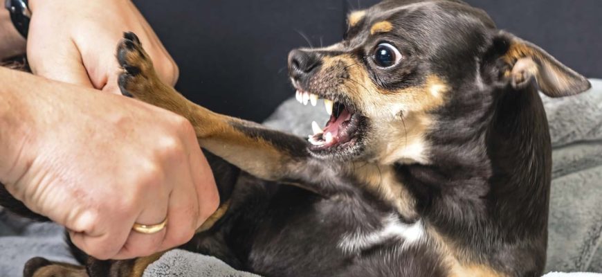 Как отучить собаку кусаться?