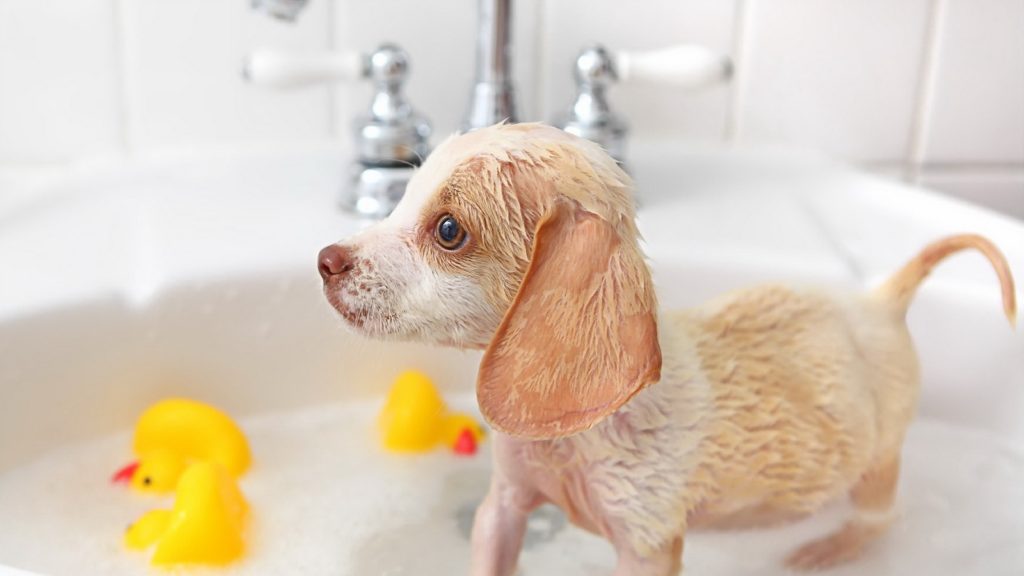 Чем можно купать собаку если нет специального шампуня