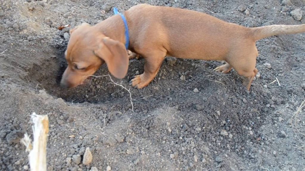 Собака роет яму