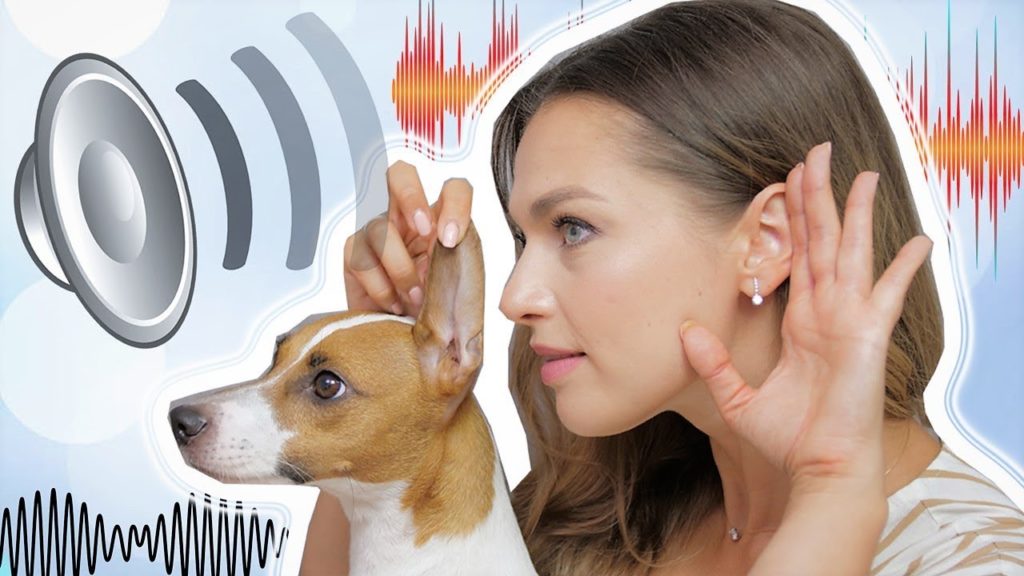 Как узнать что моя собака плохо слышит?