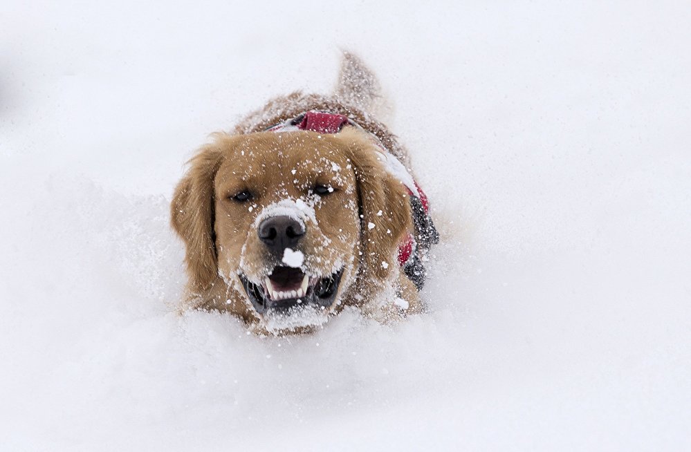 Собака играет в снегу