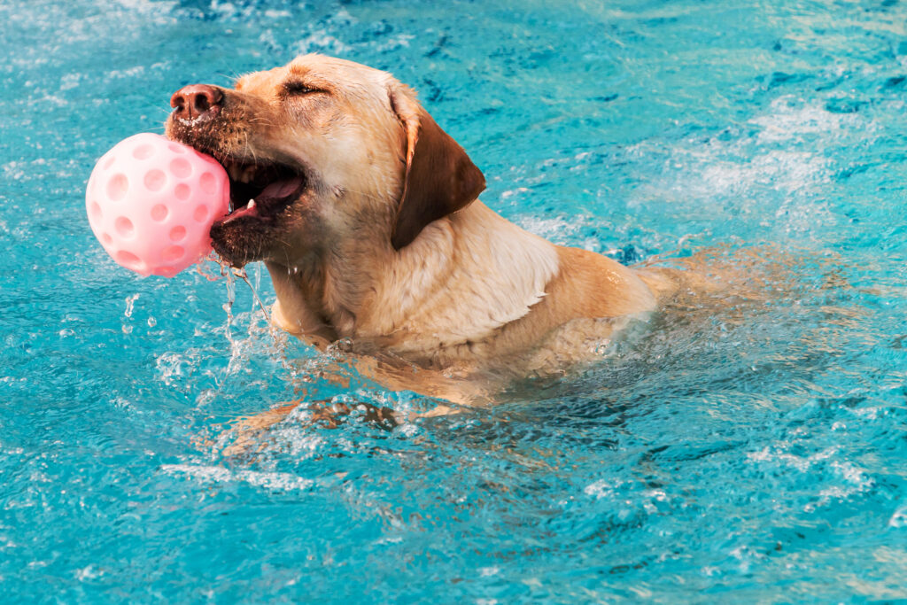 Приучаем плавать собаку осенью