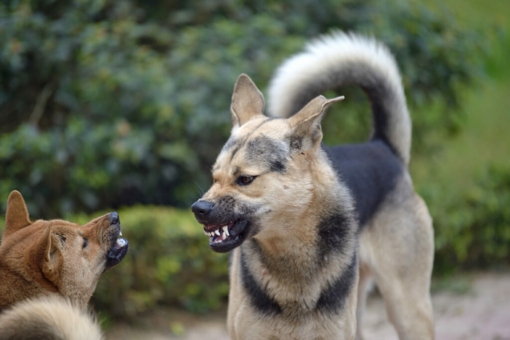 Агрессия к другим собакам у собак