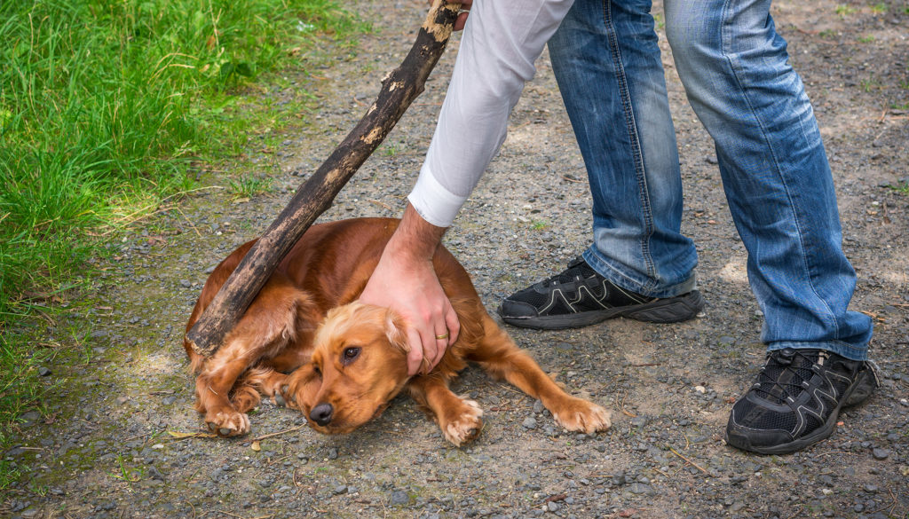 Агрессия от наказания у собак