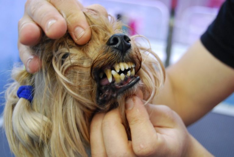Стоматологические заболевания у собак
