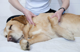 Артрит у собак: симптомы и лечение артрита