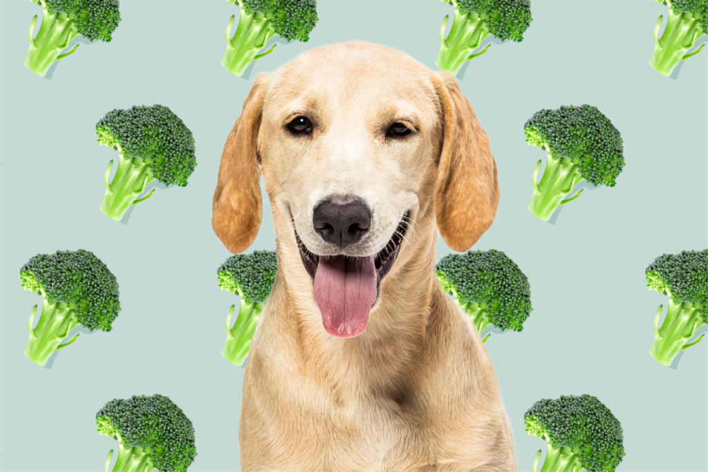 Безопасна ли брокколи для собак?