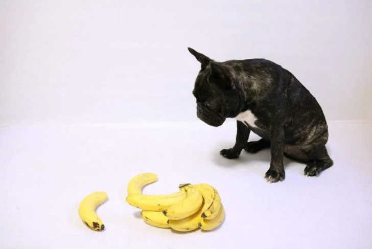 Собака смотрит на бананы