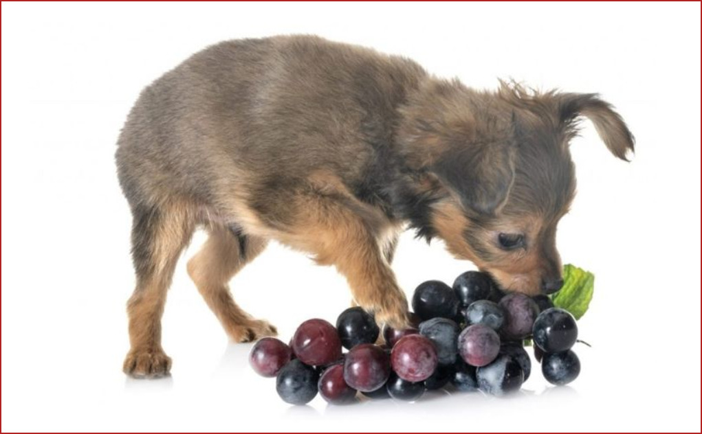 Маленькая собака ест виноград