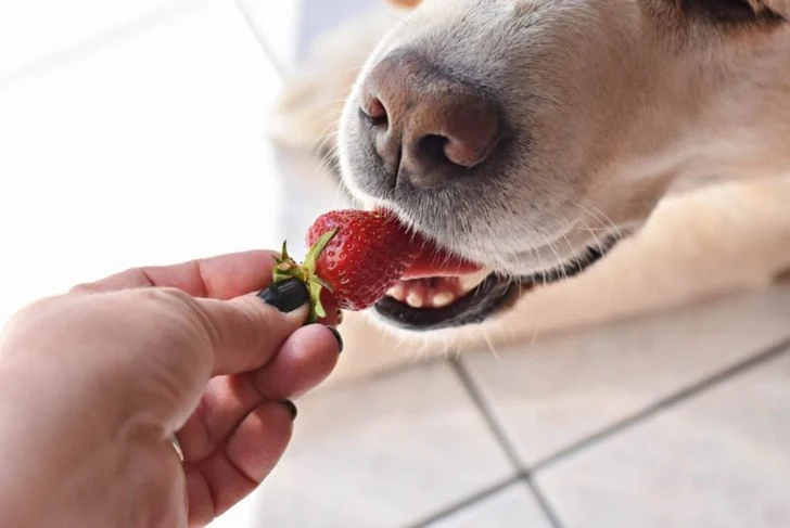 Собака ест клубнику