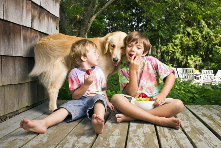 Дети с собакой едят клубнику
