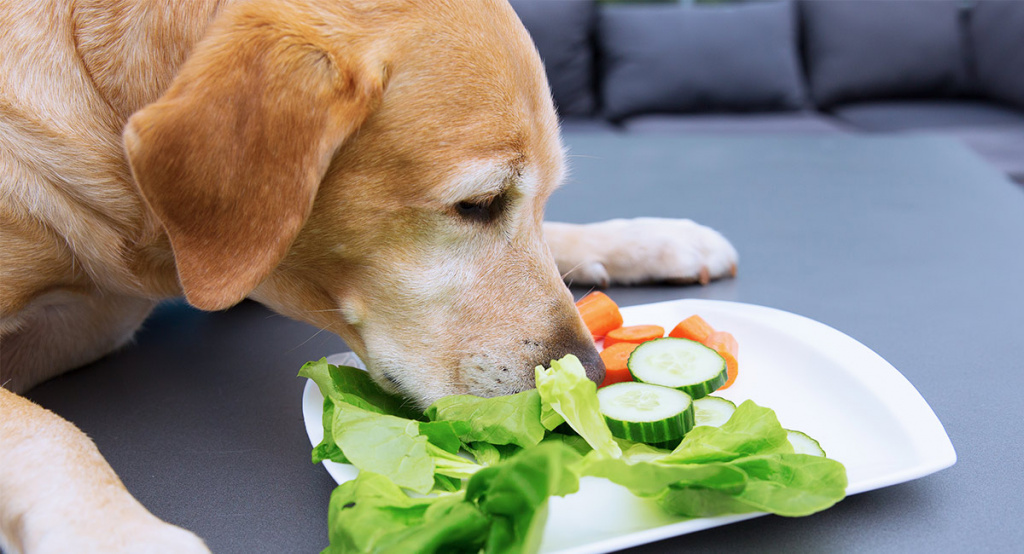 Собака ест овощи