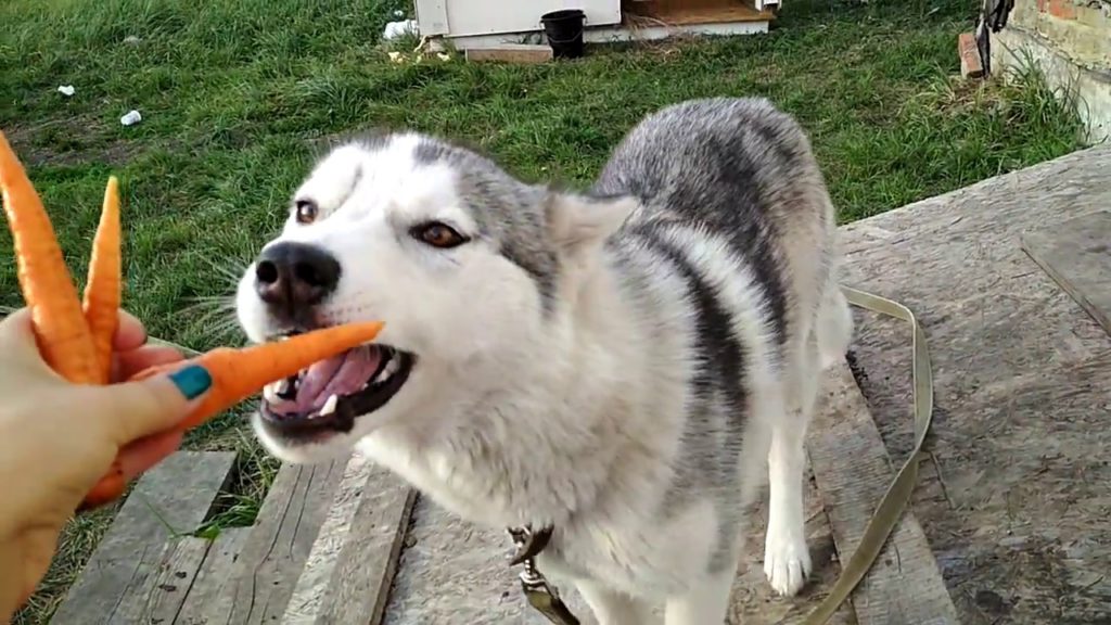 Собака хаски ест морковь