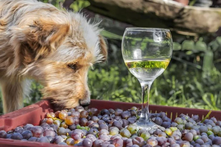 Собака ест виноград