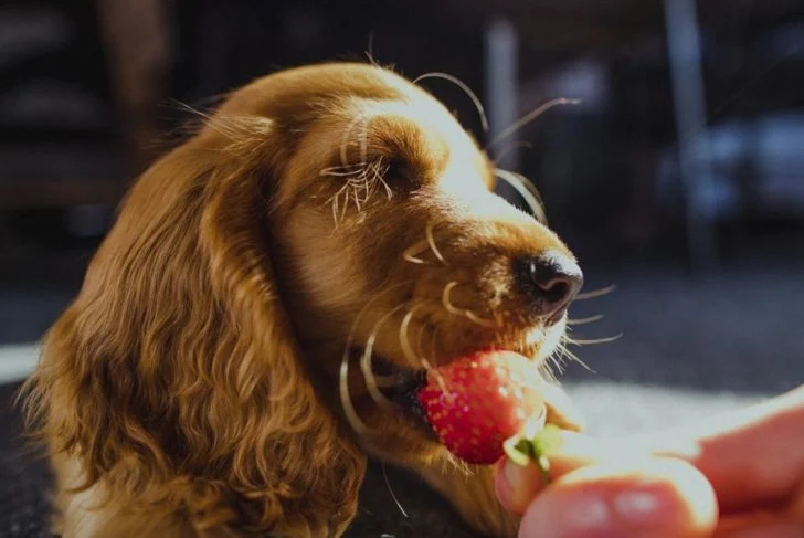 Собака ест клубнику с рук хозяйки