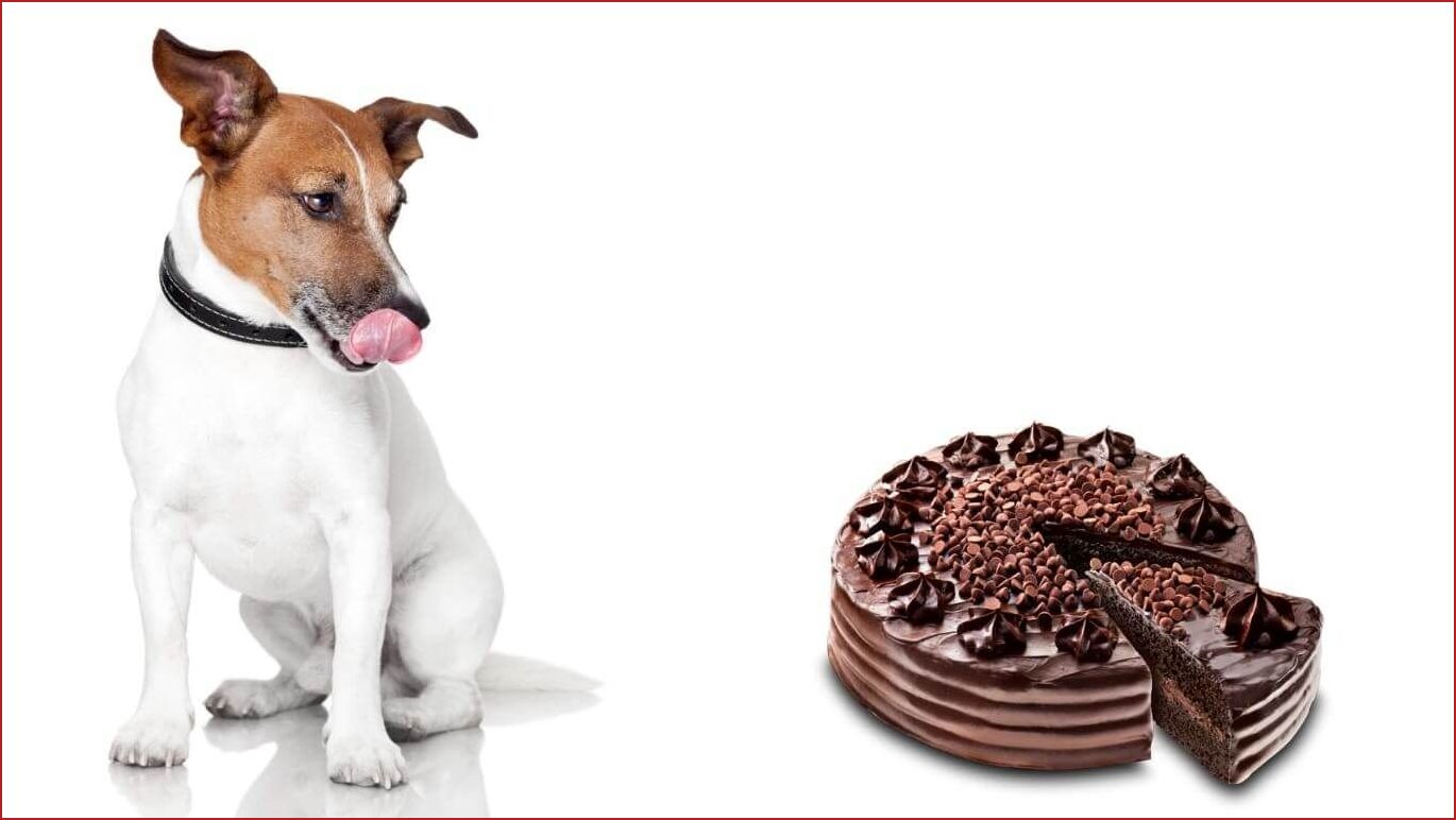 Можно собакам конфеты. Лакомства для собак. Шоколад для собак. Собака ест лакомство. Сладости для собак.