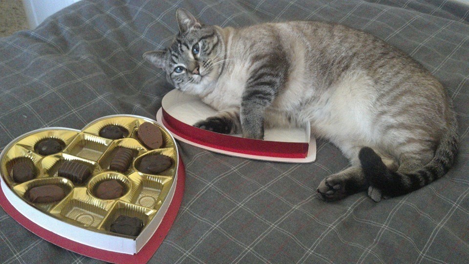 Кошка наелась шоколада