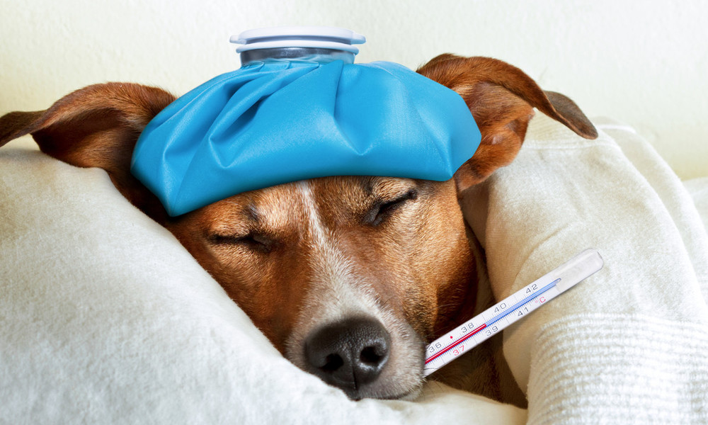 Лечение собачьего гриппа