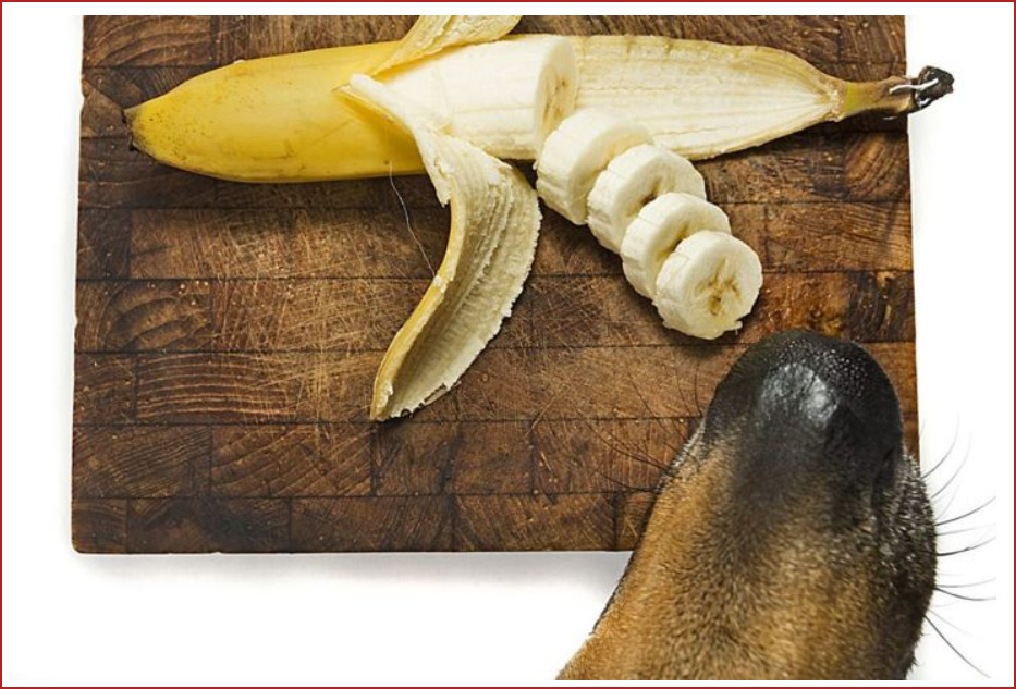 Собака ест банан