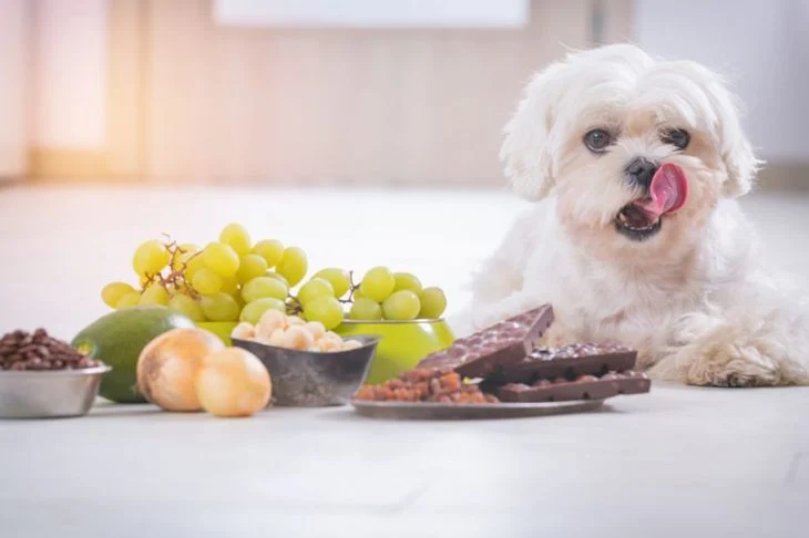 Может ли одна виноградина убить собаку?