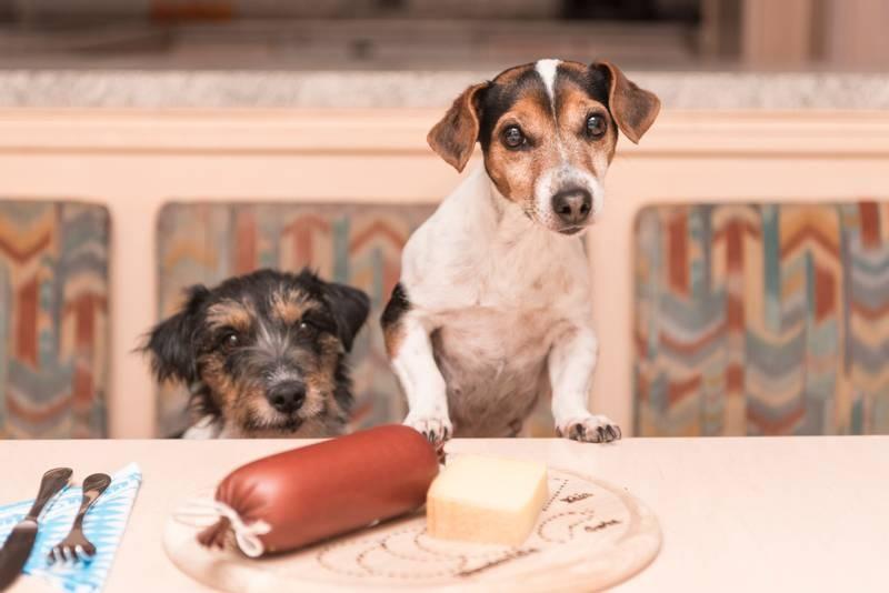 Какой сыр можно давать собакам