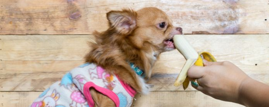 Можно ли собаке давать бананы?