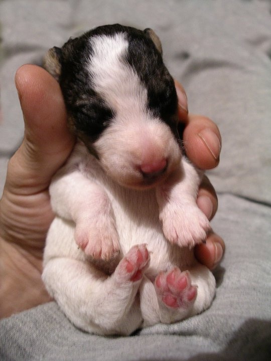 Новорожденный щенок жесткошерстный фокстерьер