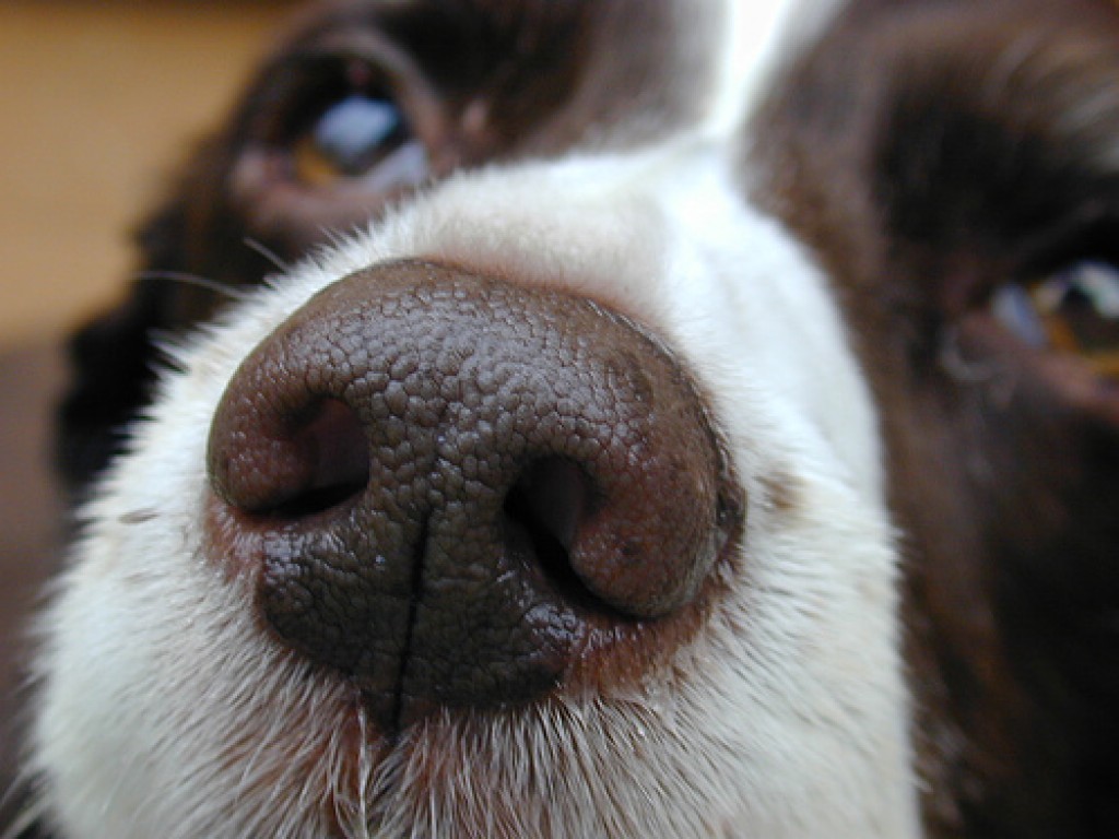 Опухоли носа у собак