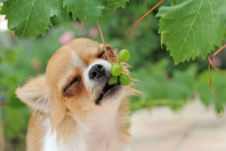 Почему виноград токсичен для собак?
