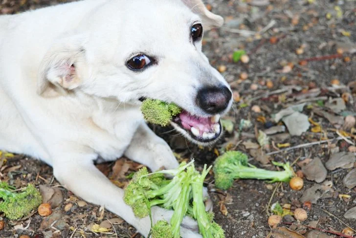 Польза брокколи для здоровья собак