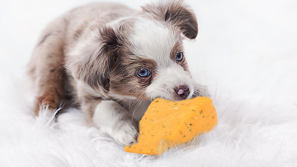 Какой сыр можно давать собаке?