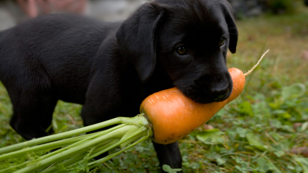 Щенок несет целую морковь